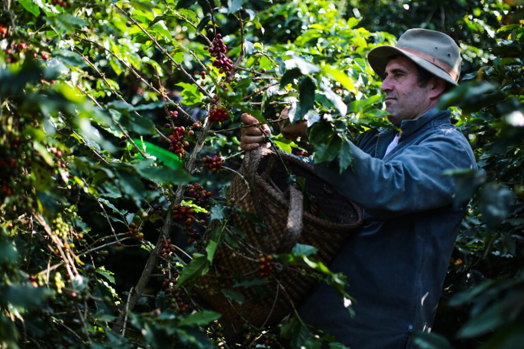Pierre Morère qui ramasse du café dans ses plantations.