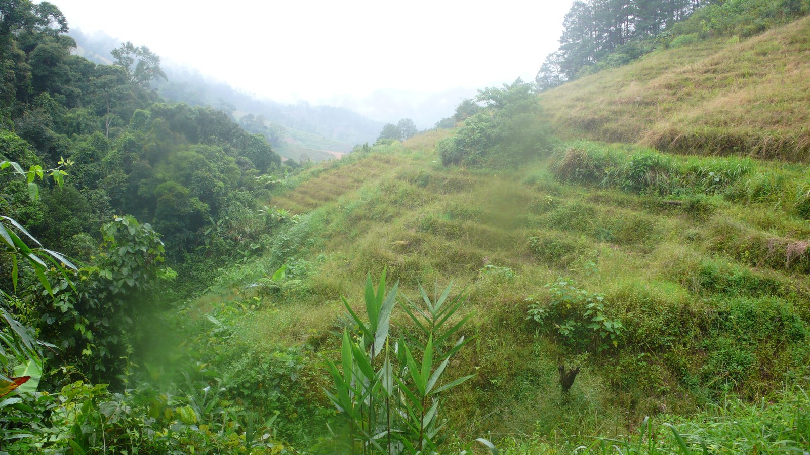 Hauts plateaux Dalat 1500m altitude terroir volcanique café Bourbon Pointu