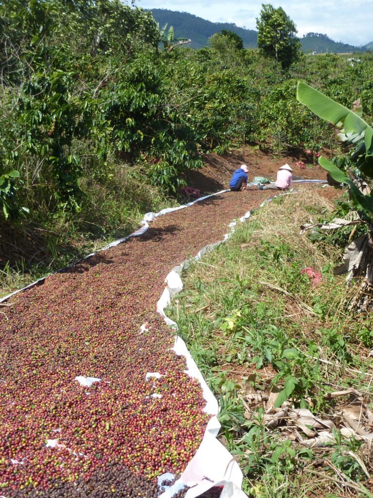 Accueil récolte cerise café