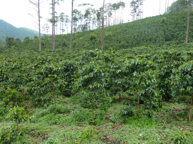 Plantation de café Bourbon Pointu sur les hauteurs de Dalat à 1500 mètres d