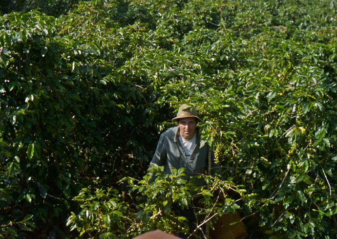 Pierre Morère dans la forêt primaire, au milieu des caféiers sous canopée naturelle